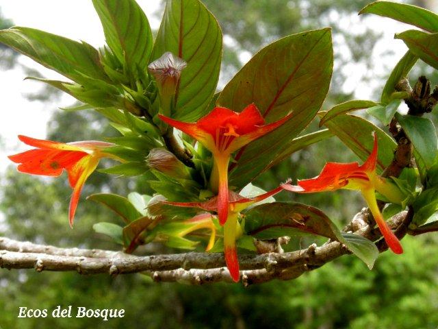 Columnea nicaraguensis