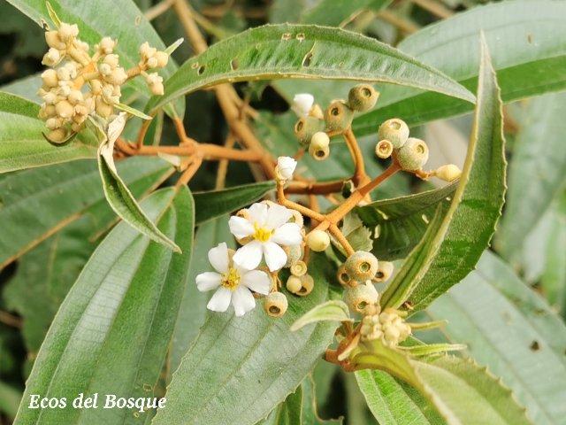 Conostegia xalapensis