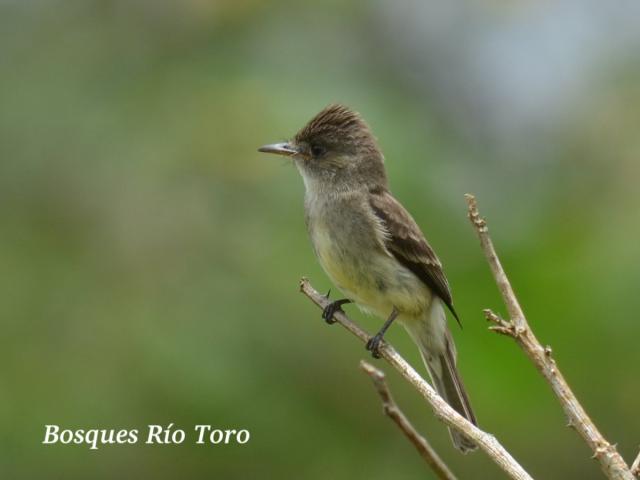 Contopus cinereus (Pibí tropical)