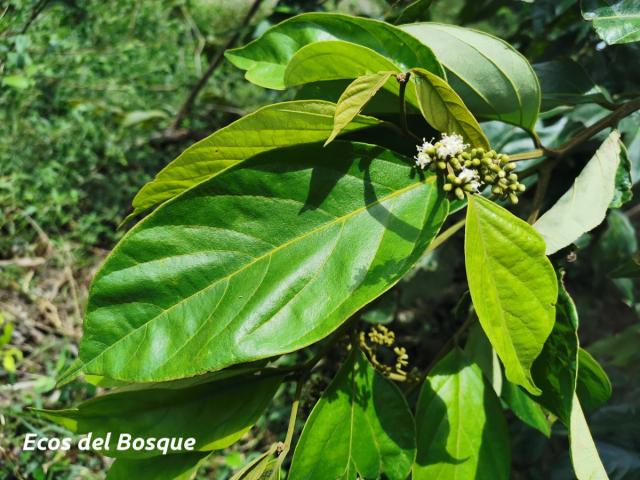 Cordia eriostigma (Niguito, Muñeco)