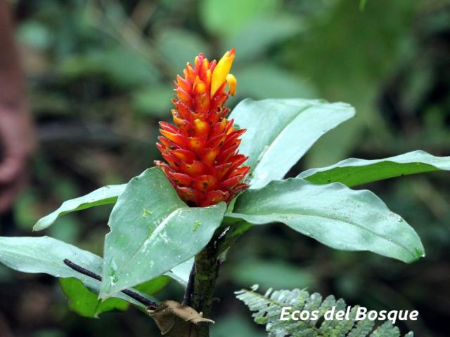 Costus curvibracteatus