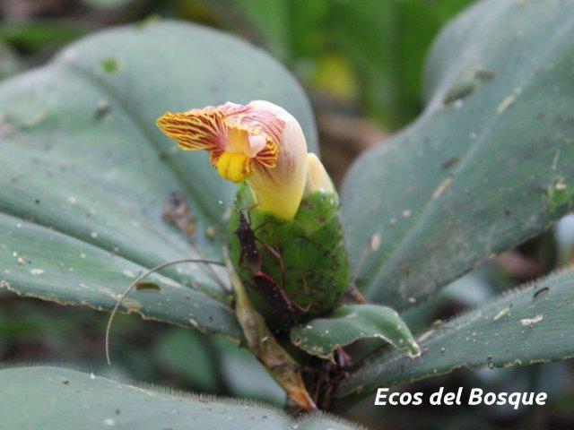 Costus malortieanus