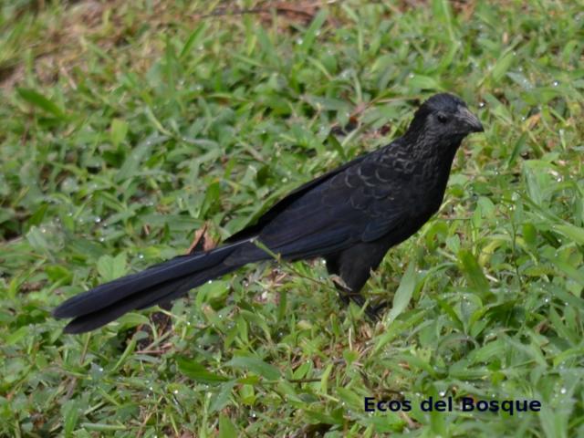 Crotophaga sulcicrostris
