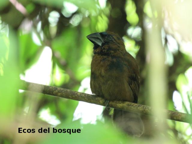 Cyanocompsa cyanoides