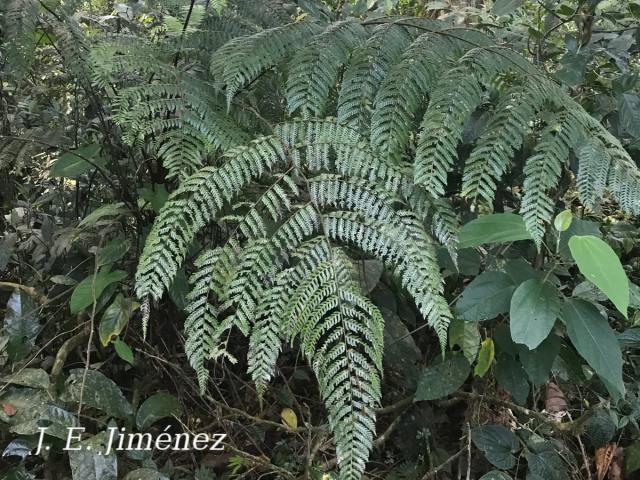Cyathea schiedeana