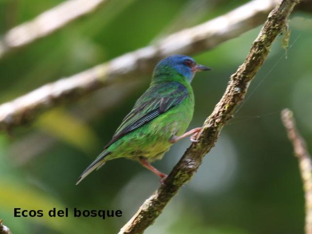Dacnis cayana