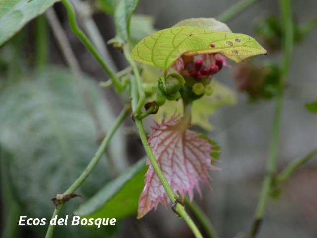 Dalechampia dioscoreifolia