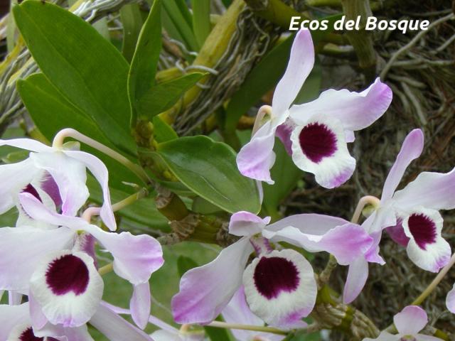 Dendrobium nobile
