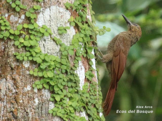Dendrocolaptes sanctithomae