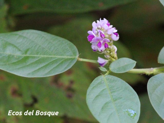 Desmodium heterocarpon