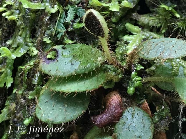 Elaphoglossum minutissimum