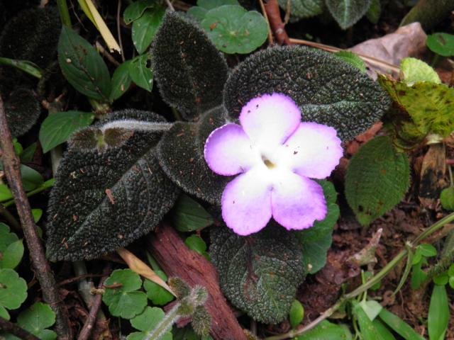 Episcia lilacina