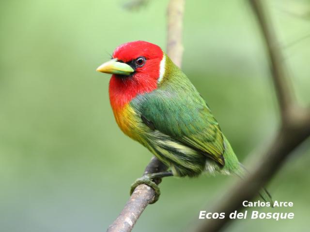 Eubucco bourcierii (Ruano)