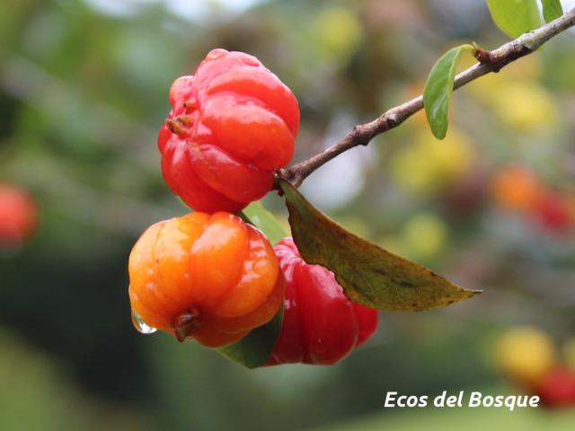 Eugenia uniflora