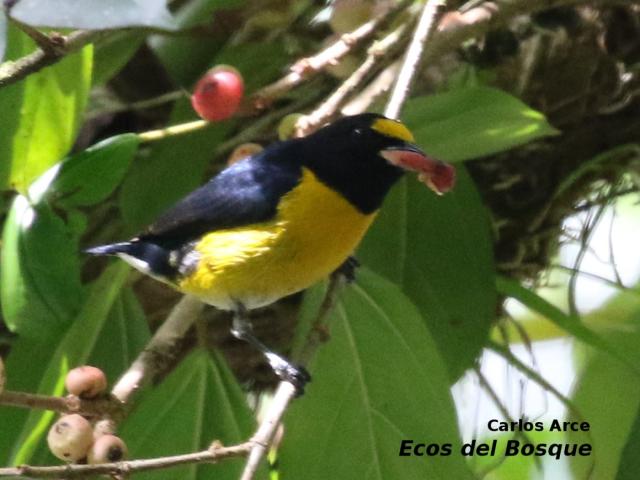 Euphonia minuta