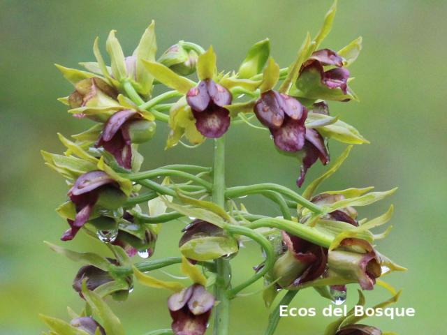 Eulophia alta