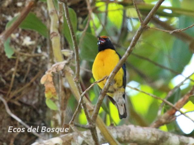 Euphonia anneae