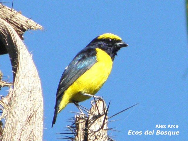 Euphonia luteicapilla