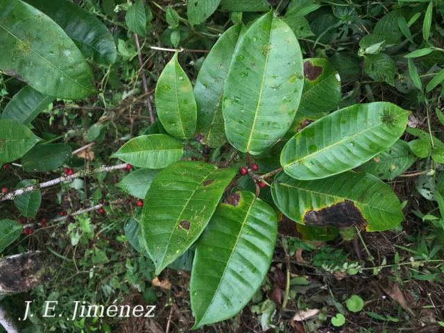 Ficus cervantesiana
