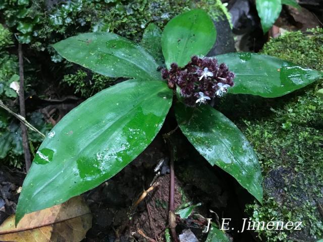 Floscopa robusta