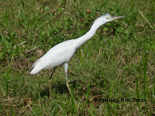 Egretta thula