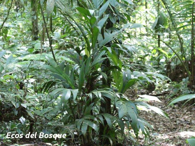 Geonoma congesta (Caña de danta)