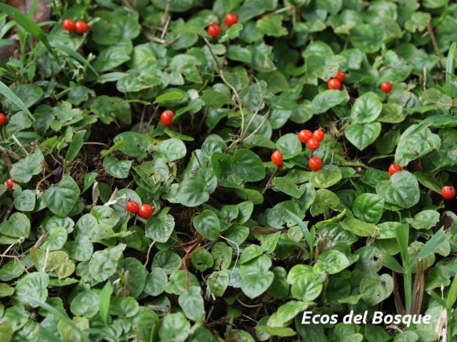Geophila repens