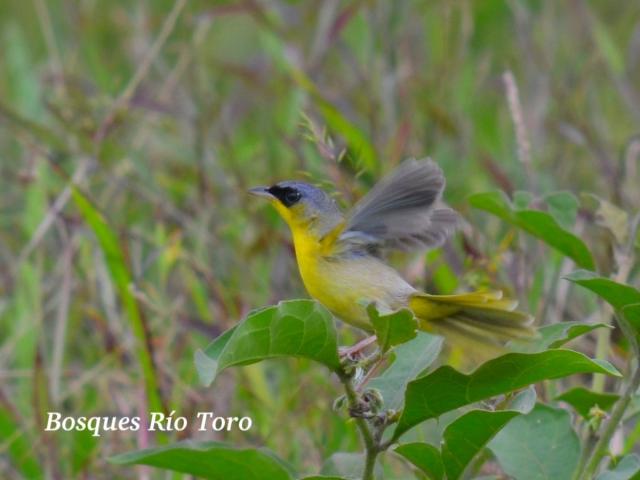 Geothlypis poliocephala