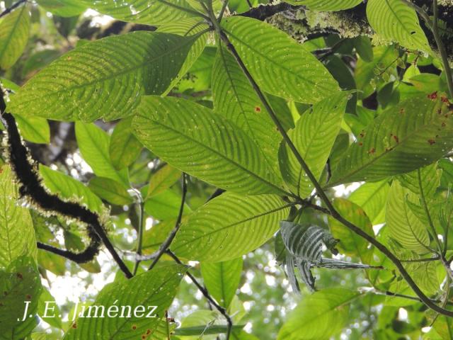 Guettarda crispiflora