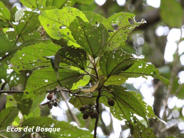 Hampea appendiculata (Burío ratón)