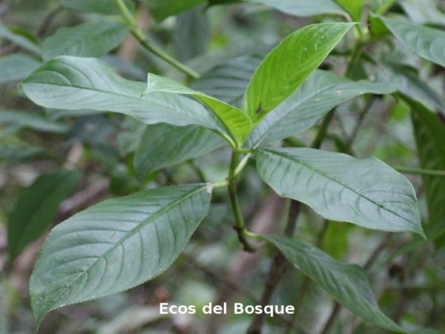 Hedyosmum scaberrimum