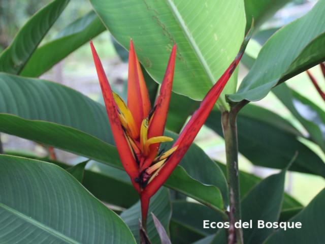 Heliconia mathiasiae