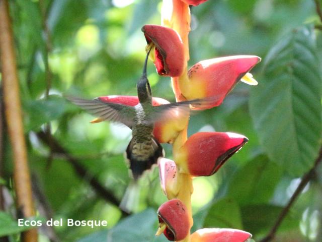 Heliconia pogonantha