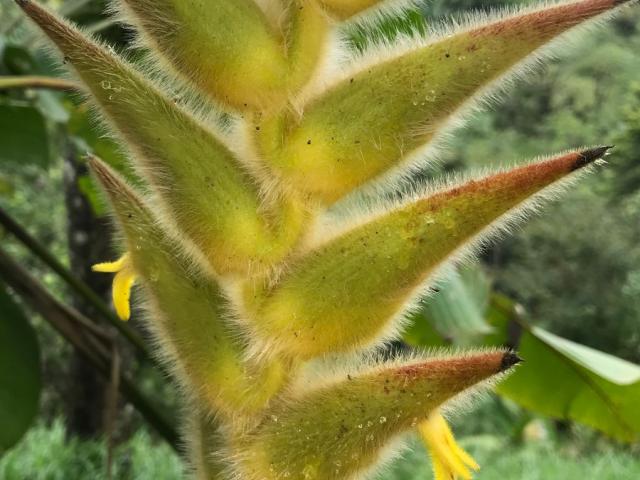 Heliconia xanthovillosa
