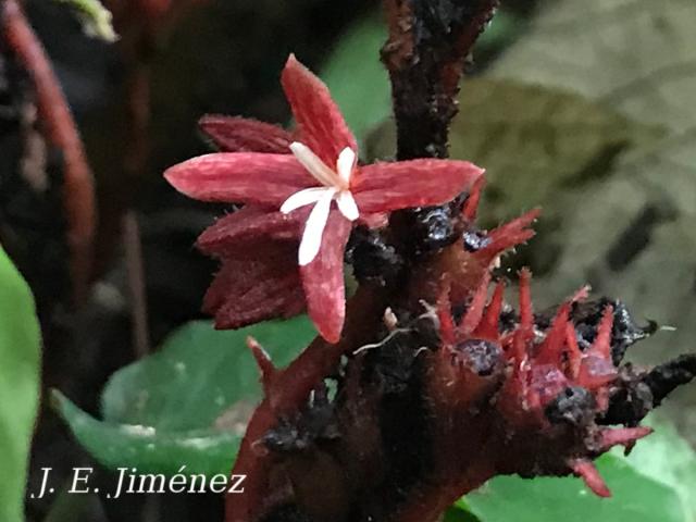 Hoffmannia liesneriana