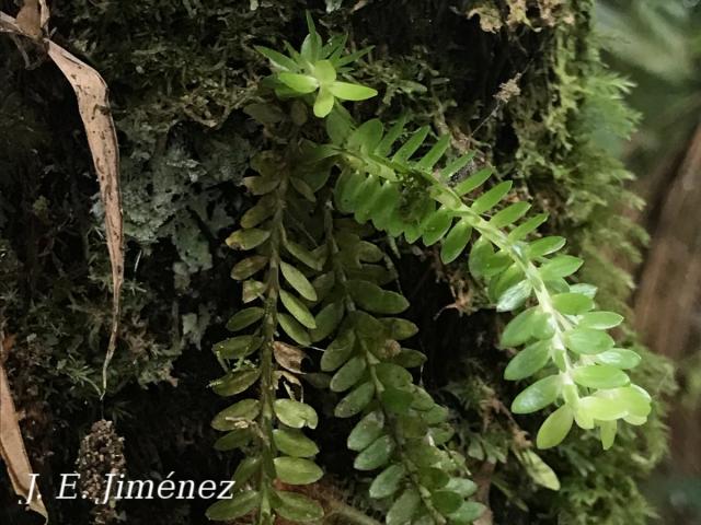 Huperzia dichaeoides