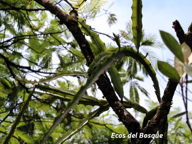 Hylocereus stenopterus