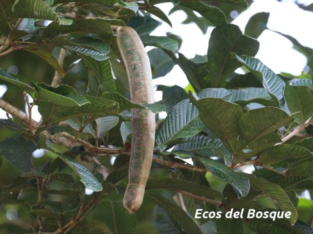 Inga spectabilis (Guaba machete)