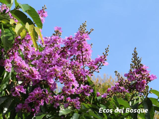 Lagerstroemia speciosa (Orgullo de La India)