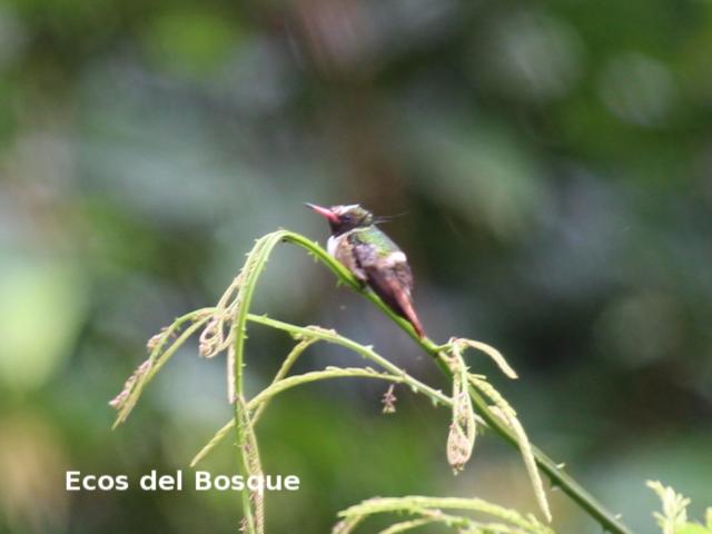 Lophornis adorabilis