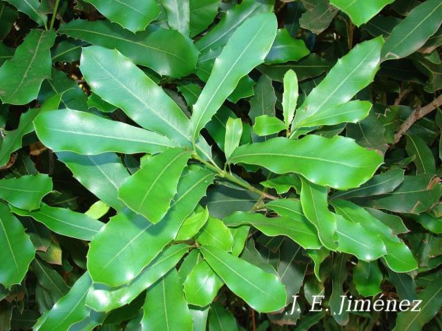 Macadamia integrifolia