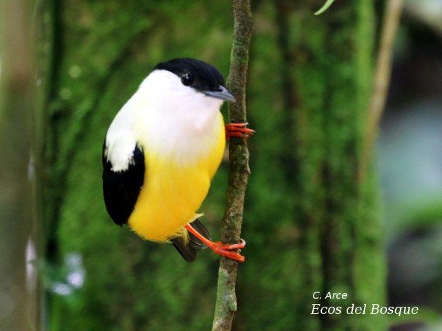 Manacus candei (Saltarín cuelliblanco)
