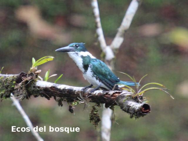 Megaceryle alcyon