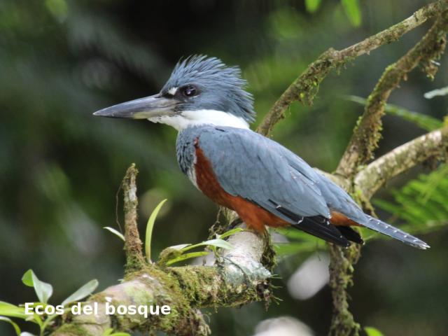 Megaceryle torquata