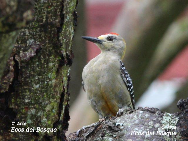 Melanerpes hoffmannii