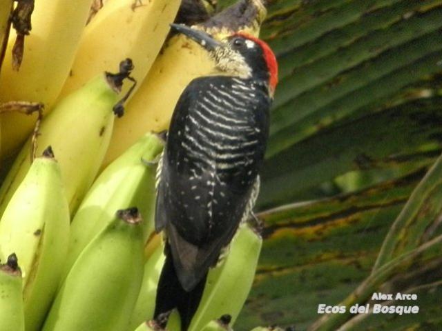 Melanerpes pucherani (Carpintero carinegro)