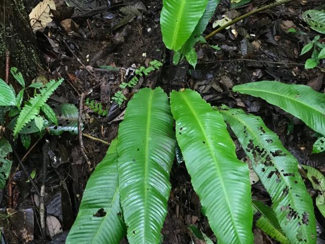 Meniscium giganteum