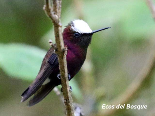 Microchera albocoronata