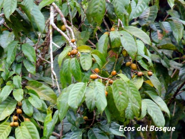 Minquartia guianensis