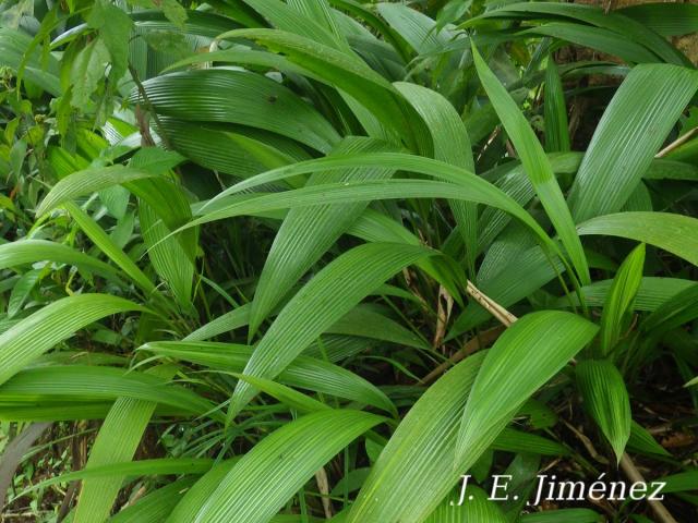 Molineria capitulata